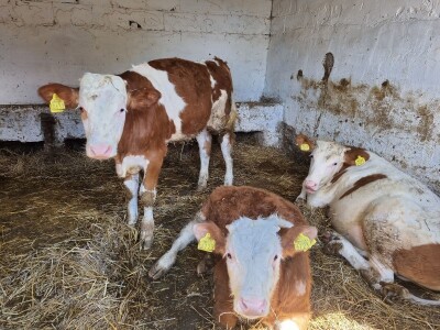 OPG Stojan Trifunović