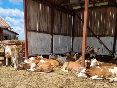 OPG Stojan Trifunović