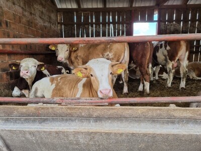 OPG Stojan Trifunović