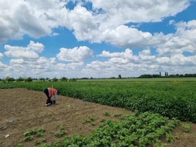 OPG Stojan Trifunović
