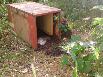 Roj stresen u nukleus