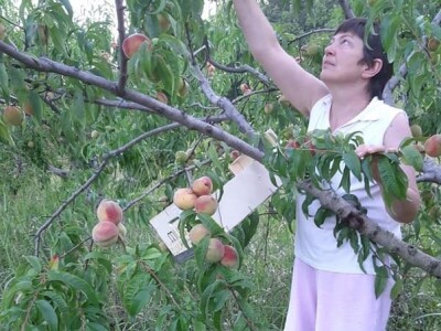 OPG Tarcizio Laganis – Čižo