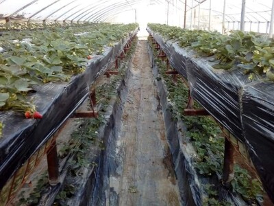 OPG Tarcizio Laganis – Čižo