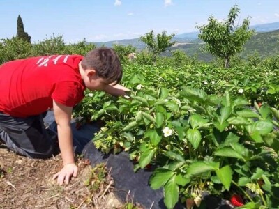 OPG Tarcizio Laganis – Čižo