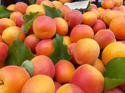 OPG Tarcizio Laganis – Čižo