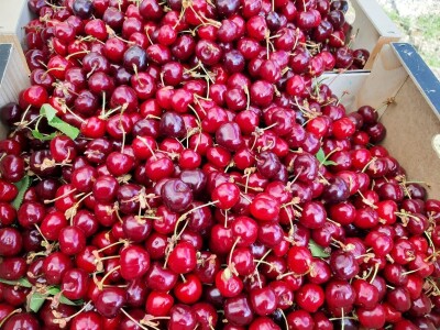 OPG Tarcizio Laganis – Čižo