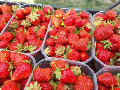 OPG Tarcizio Laganis – Čižo