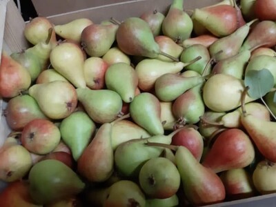 OPG Tarcizio Laganis – Čižo