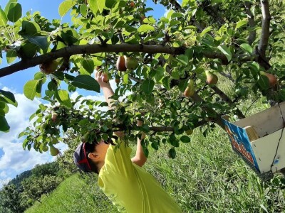 OPG Tarcizio Laganis – Čižo