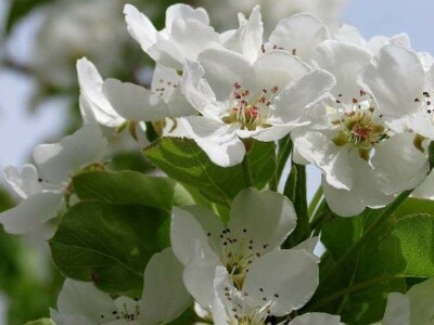 OPG Tarcizio Laganis – Čižo