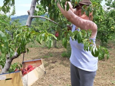OPG Tarcizio Laganis – Čižo