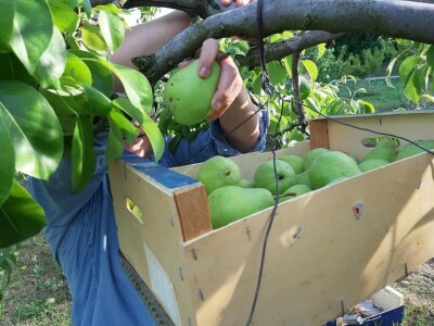 OPG Tarcizio Laganis – Čižo