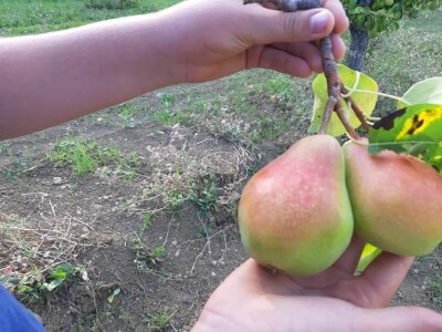 OPG Tarcizio Laganis – Čižo