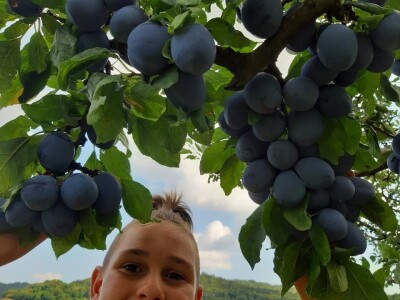 OPG Tarcizio Laganis – Čižo