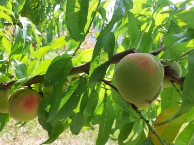 OPG Tarcizio Laganis – Čižo