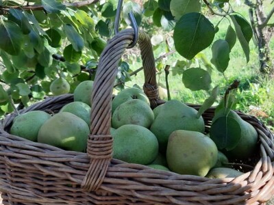 OPG Tarcizio Laganis – Čižo