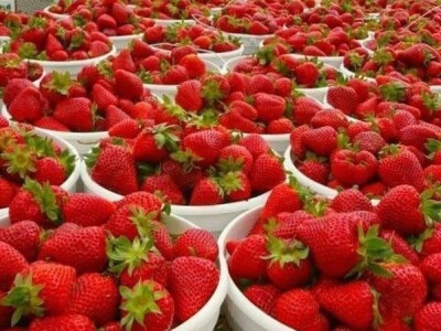 OPG Tarcizio Laganis – Čižo