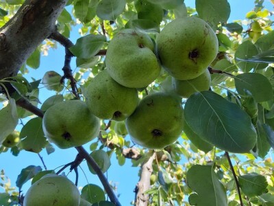 OPG Tarcizio Laganis – Čižo