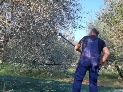 OPG Tarcizio Laganis – Čižo