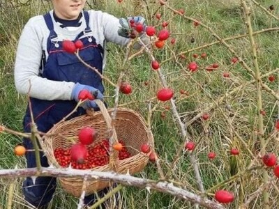 OPG Tarcizio Laganis – Čižo