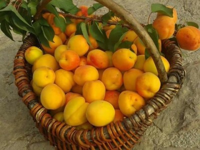 OPG Tarcizio Laganis – Čižo