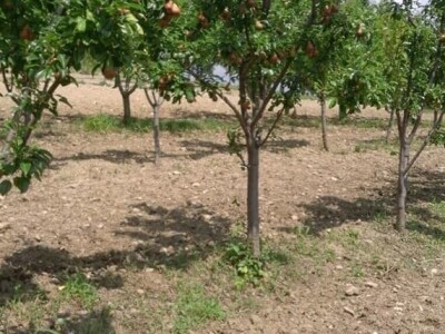 OPG Tarcizio Laganis – Čižo