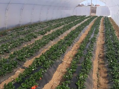 OPG Tarcizio Laganis – Čižo