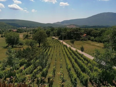 OPG TICA - Jedina mlada obitelj u kninskom Markovcu proizvodi sir iz mješine kao Tračani i Iliri