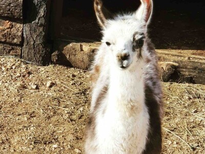 OPG Tihomir Lučić Gornji Dolac