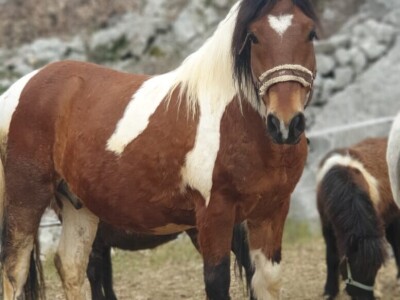 OPG Tihomir Lučić Gornji Dolac