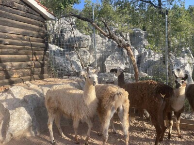 OPG Tihomir Lučić Gornji Dolac