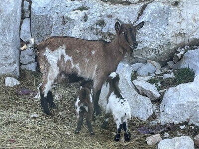 OPG Tihomir Lučić Gornji Dolac