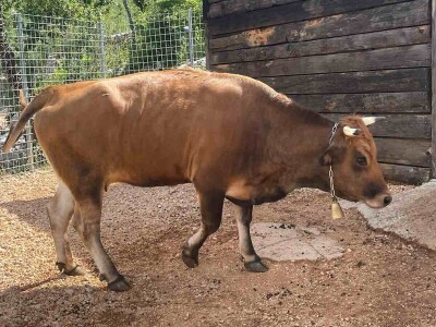 OPG Tihomir Lučić Gornji Dolac