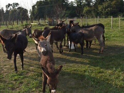 OPG Tomiša Marko uzgaja magarce zbog mlijeka - šire se i planiraju nove proizvode