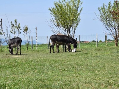 OPG Tomiša Marko uzgaja magarce zbog mlijeka - šire se i planiraju nove proizvode