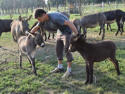 OPG Tomiša Marko uzgaja magarce zbog mlijeka - šire se i planiraju nove proizvode