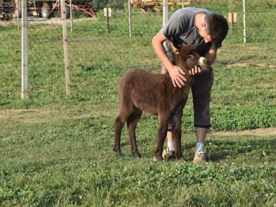 OPG Tomiša Marko uzgaja magarce zbog mlijeka - šire se i planiraju nove proizvode