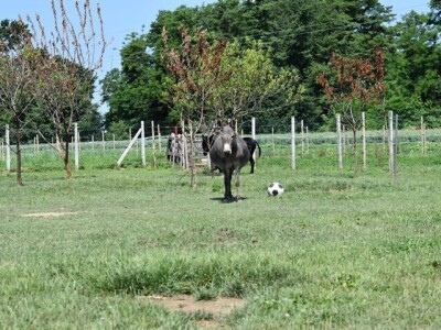 OPG Tomiša Marko uzgaja magarce zbog mlijeka - šire se i planiraju nove proizvode