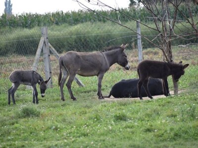 OPG Tomiša Marko uzgaja magarce zbog mlijeka - šire se i planiraju nove proizvode