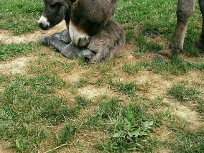 OPG Tomiša Marko uzgaja magarce zbog mlijeka - šire se i planiraju nove proizvode