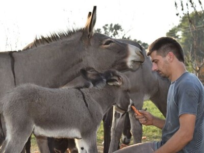 OPG Tomiša Marko uzgaja magarce zbog mlijeka - šire se i planiraju nove proizvode