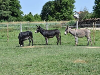 OPG Tomiša Marko uzgaja magarce zbog mlijeka - šire se i planiraju nove proizvode