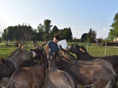 OPG Tomiša Marko uzgaja magarce zbog mlijeka - šire se i planiraju nove proizvode