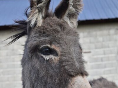 OPG Tomiša Marko uzgaja magarce zbog mlijeka - šire se i planiraju nove proizvode