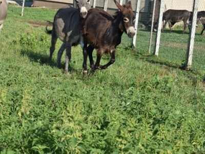 OPG Tomiša Marko uzgaja magarce zbog mlijeka - šire se i planiraju nove proizvode