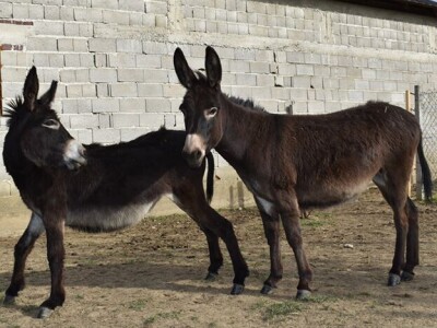 OPG Tomiša Marko uzgaja magarce zbog mlijeka - šire se i planiraju nove proizvode