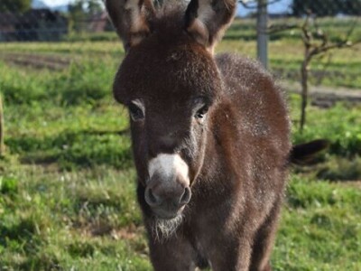 OPG Tomiša Marko uzgaja magarce zbog mlijeka - šire se i planiraju nove proizvode