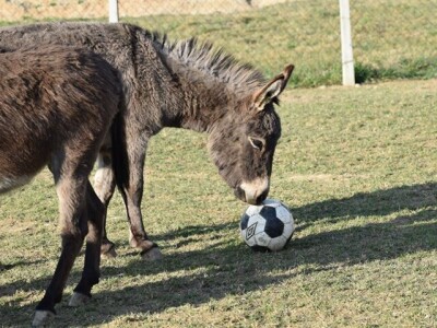 OPG Tomiša Marko uzgaja magarce zbog mlijeka - šire se i planiraju nove proizvode