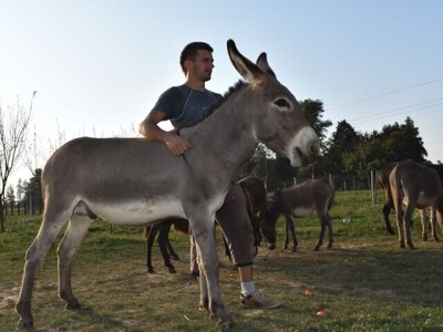OPG Tomiša Marko uzgaja magarce zbog mlijeka - šire se i planiraju nove proizvode