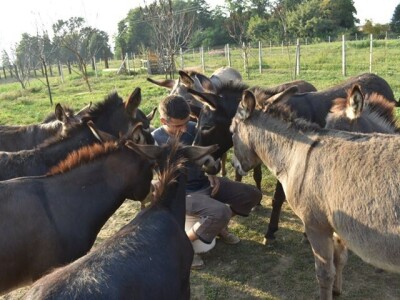 OPG Tomiša Marko uzgaja magarce zbog mlijeka - šire se i planiraju nove proizvode